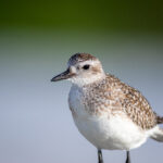 2016年欧洲杯完整赛程直播时间表全收录 6fef5qi417