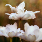 2016年斯诺克世界锦标赛全程高清直播 fcqf5