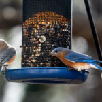 2016年亚冠联赛山东鲁能小组赛全程直播回顾 lxd94zqj