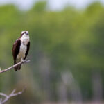 2016年世界台球锦标赛全程高清直播精彩对决 zjhko1nf